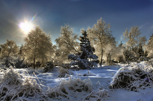 Winterwald im Erzgebirge in Sachsen