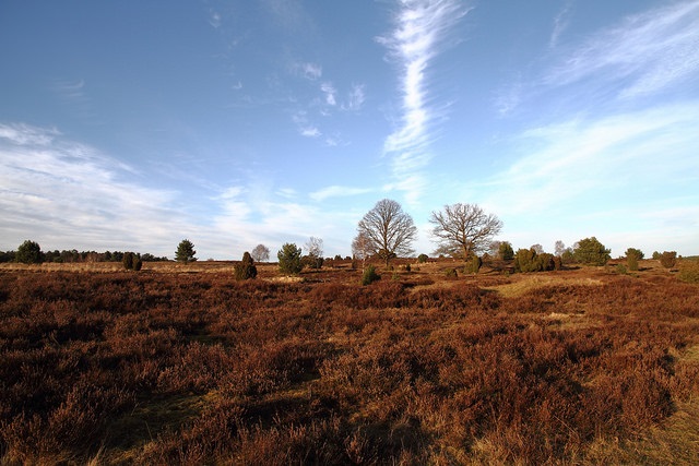 Landschaft in der Lüneburger Heide