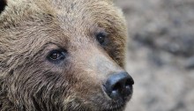Ein lieb dreinschauender Bär im schönen Wildpark Schwarze Berge