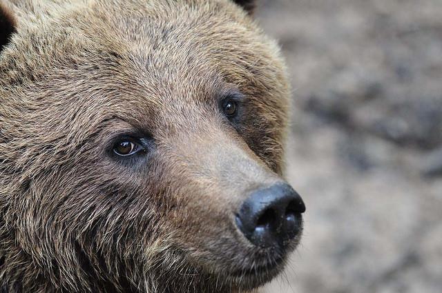 Ein lieb dreinschauender Bär im schönen Wildpark Schwarze Berge